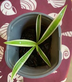 Spider Plant (Chlorophytum comosum), known for its thin, arching variegated leaves.