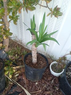 Dracaena fragrans