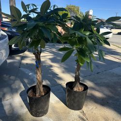 Money Tree Almost 4ft
