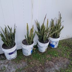 Snake Plant . In 5 Gallon Bucket. https://offerup.com/redirect/?o=RnJlZS5EZWxpdmVyeQ== 