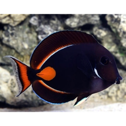 fake Achilles Tang salt water fish