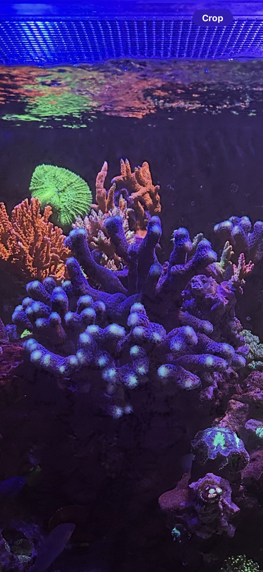 Fake Coral BLUE SPS CORAL