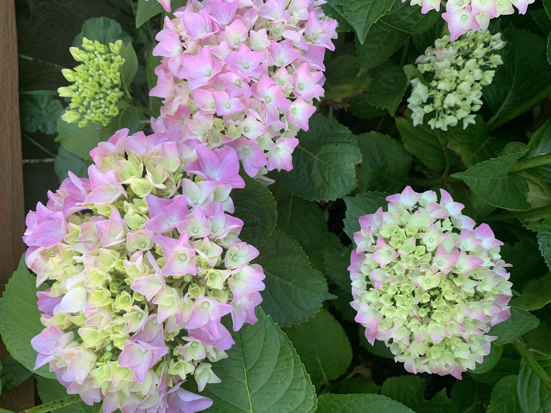 Hydrangea Plants