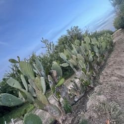 Venta De Nopales  2.00 Libra… Cerca de claribel Y Mchenry En Modesto
