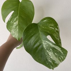 Beautiful Albo Monstera Top Plant CUTTING- Active Root