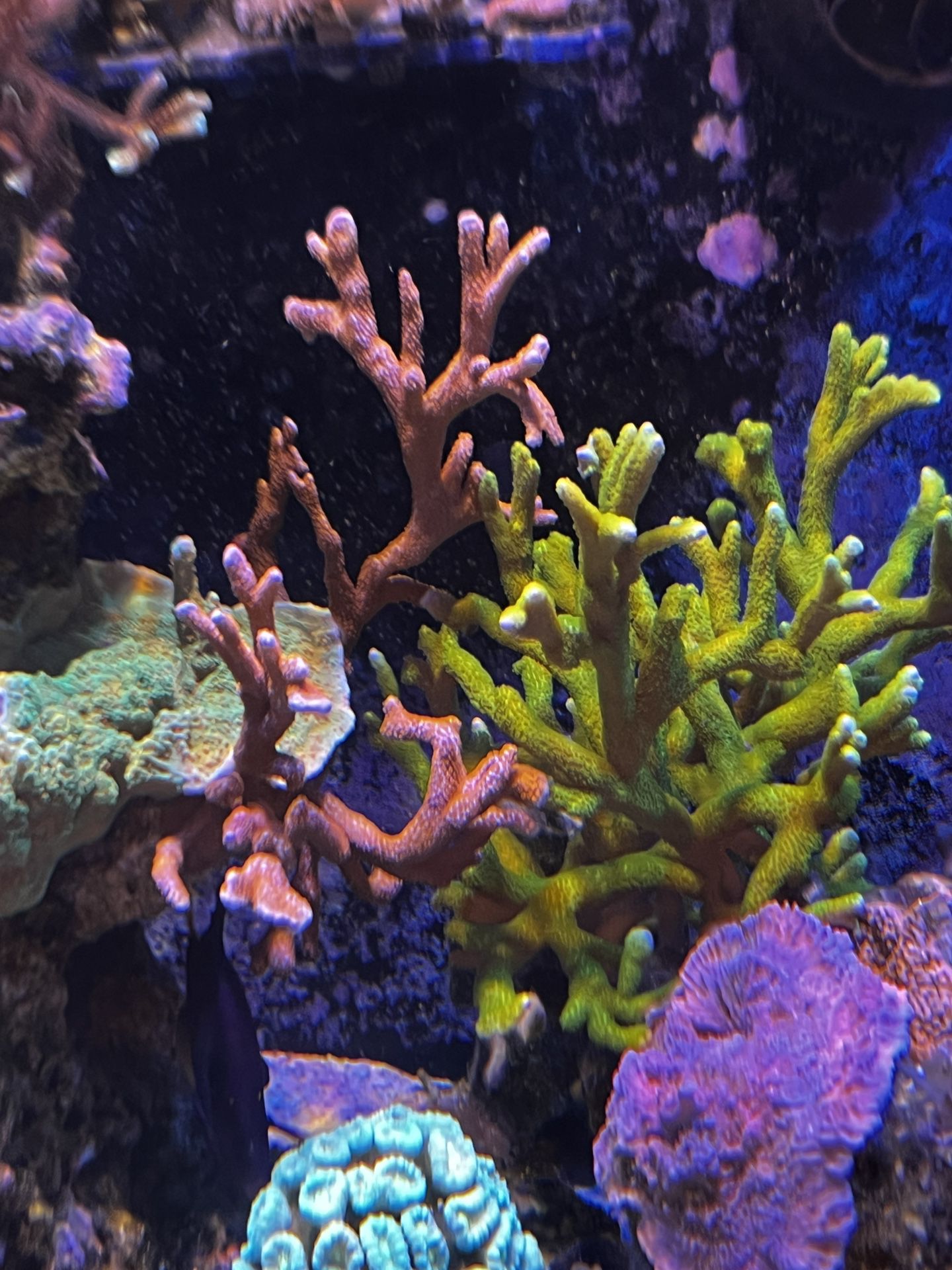 Saltwater Coral And Fish For Sale.  