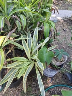 Snake plant