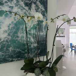 Tall natural ochids with decorative vase and succulent