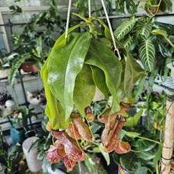 Pitcher Plant 
