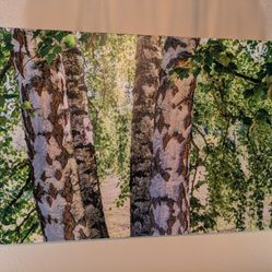 Canvas Wrap Trees Photo Juanita Bay Kirkland 