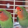 Love Bird Man