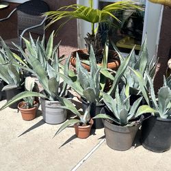 Agave Plants - $10 to $30 each