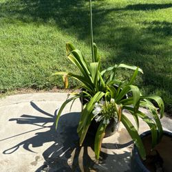 Planta por $25