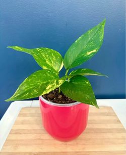 Golden Pothos in Red Pot