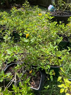Lantanas