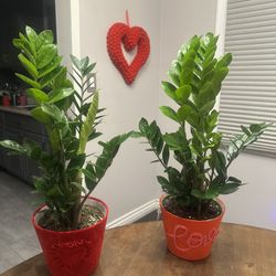 Zz plant $30 Each