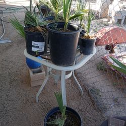Small Cactus And Palm Tree 