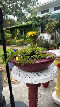 Wide Shallow Terracotta Bowl Planter
