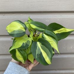 4” brazilian philodendron