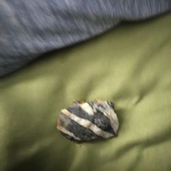 Zebra Rock