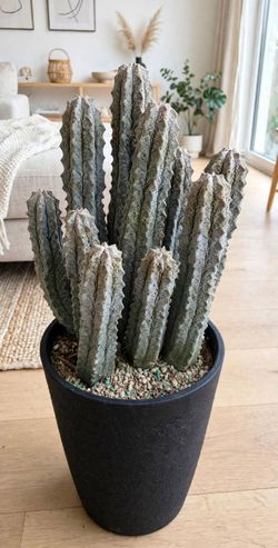 Euphorbia