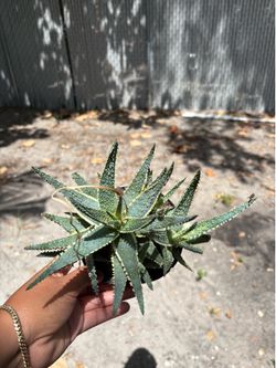Cactus 🌵