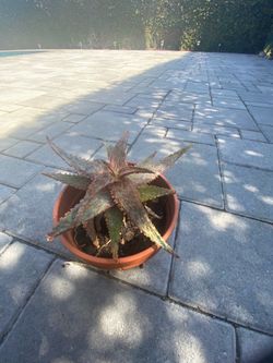 RARE BEAUTIFULRED CROSS ALOE CHRISTMAS CAROL PLANT