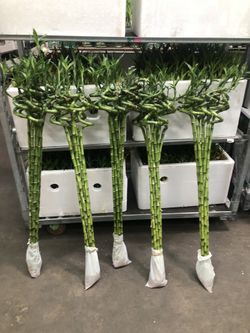 lucky bamboo plants