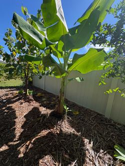 Dwarf namwa banana plant