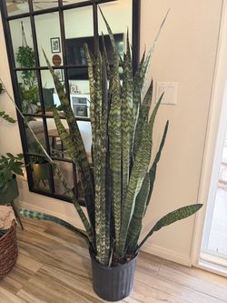 Real Live 5’ Dark Green Snake Plant