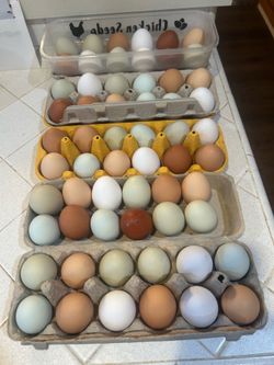 Fresh Eggs