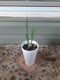 Garlic chives