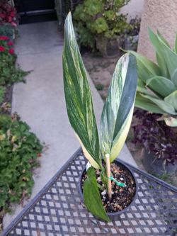Variegated Epipremnum Amplissimum Plant $18
