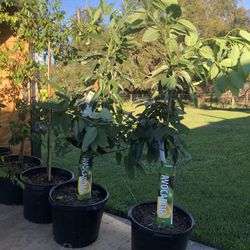 Avocado Tree