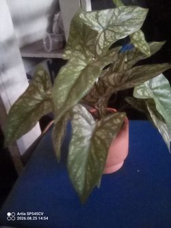 Plants