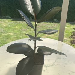 Ficus Elastica - Ruby Houseplant (Out/In Door Life Plant)