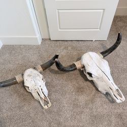 Bull Skulls