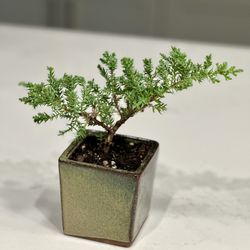 Juniper Bonsai