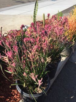 Outdoor plants 5g