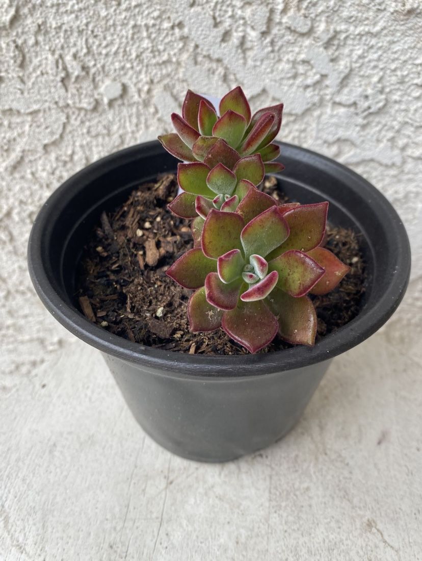 6 Inch Pot Succulent Plant - Echeveria Devotion - Echeveria Pulvinata Rose - Rooted & Established - Beautiful Color 🪴- Drought Resistant  