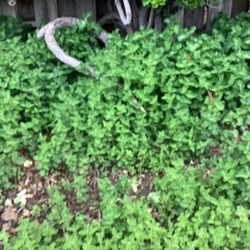 Free Ground Cover: Organic Mint In East Brookfield