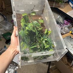 Zilla Acrylic Terrarium 