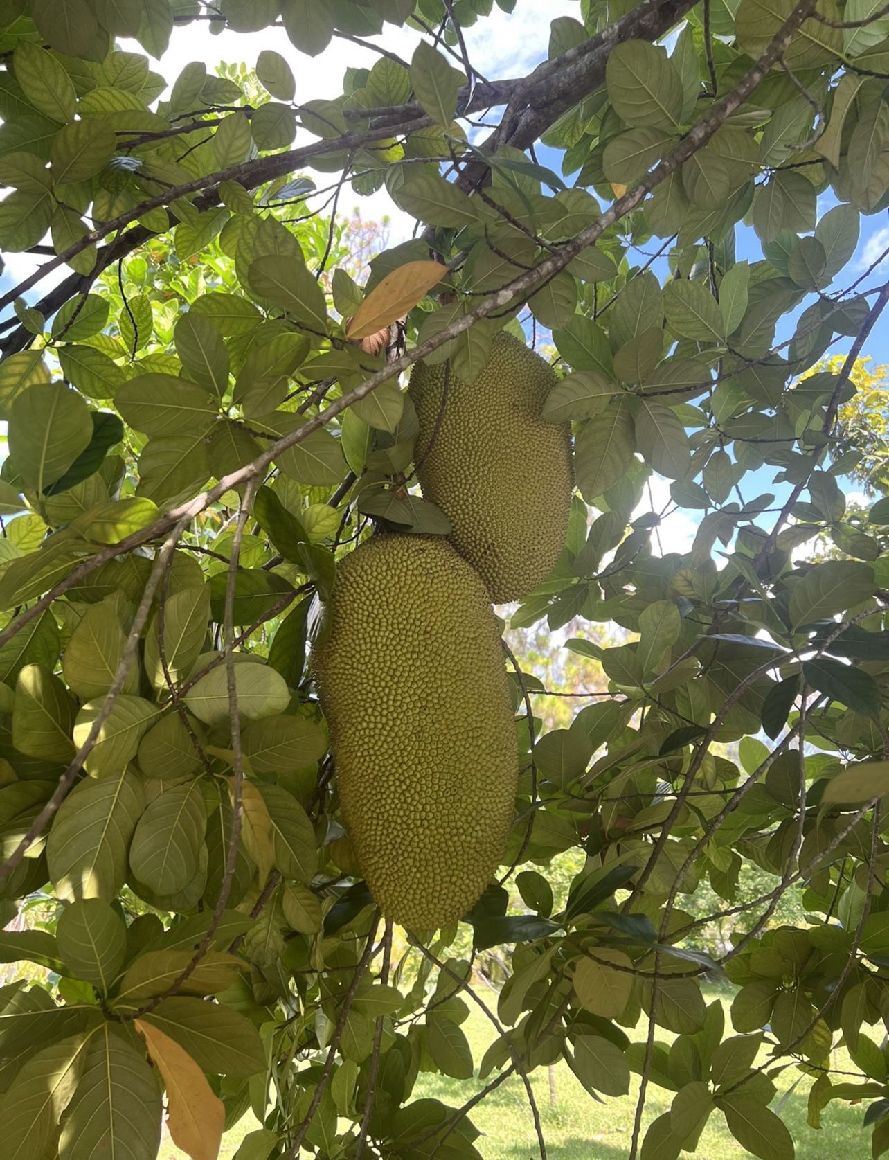 Organic Jackfruit