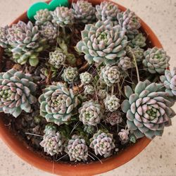 Korean succulent E. ROSEBY