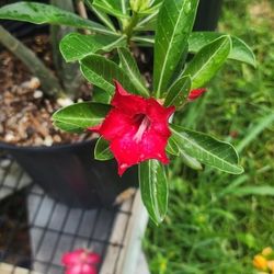 Rosas Del Desierto 3gallones 2ft Tall 