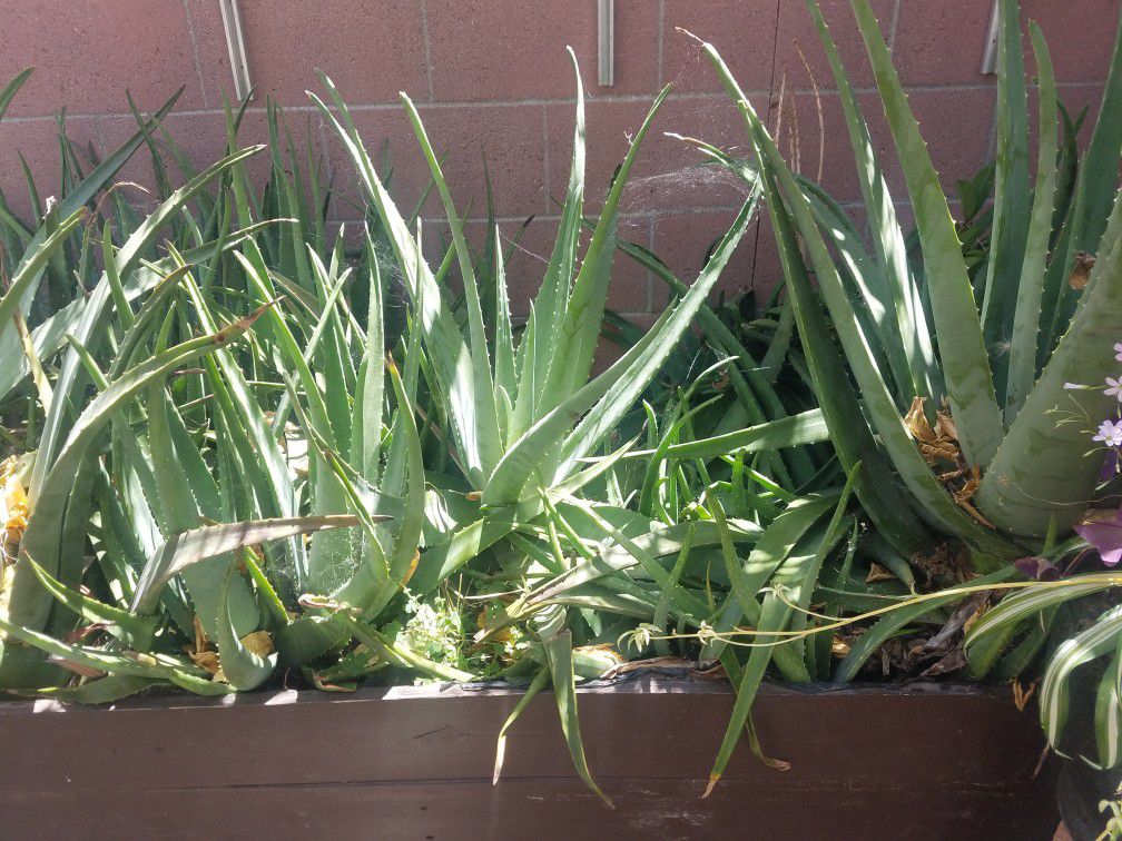 Free Free Savila or Aloe plants with roots only a few left