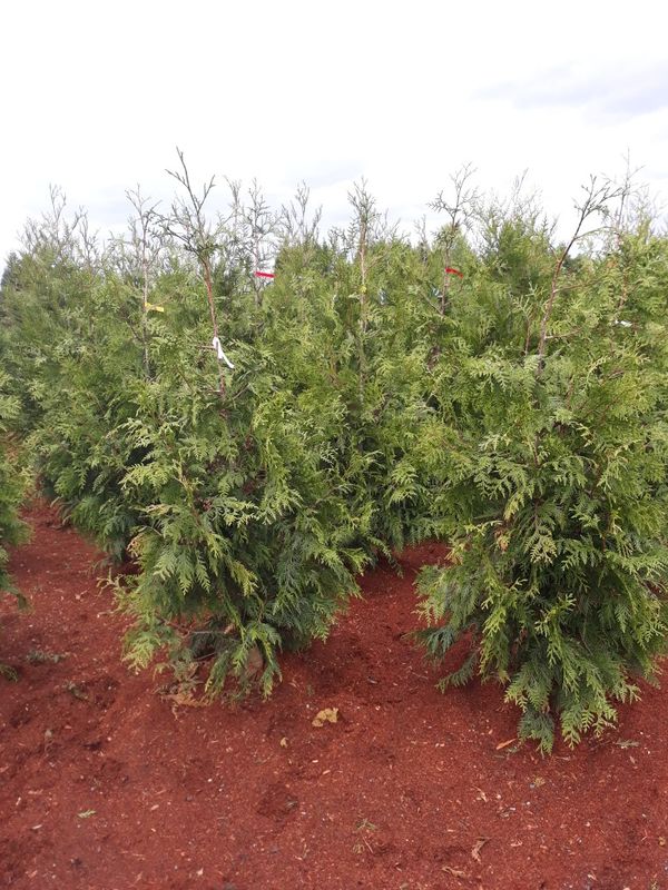 Green giant cedar trees for sale for Sale in Monroe, WA OfferUp