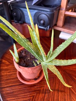 Live Aloe Vera Plant in Terra Cotta Pot
