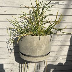 Pencil cactus
