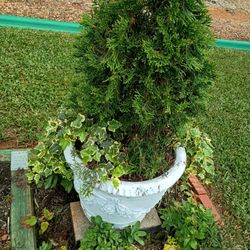 Concrete Potted Plant 